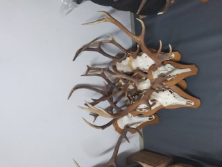 Hirsch Trophäen