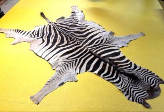 Großes echtes Zebra-Fell mit Kopf, Beinen & Schwanz - altes Erbstück
