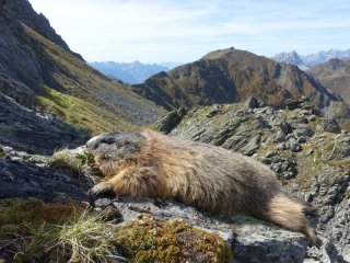 Murmeltierjagd in Osttirol 2027