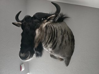 Knu Präparat