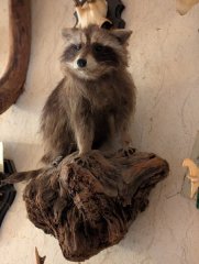 Waschbär Präperat