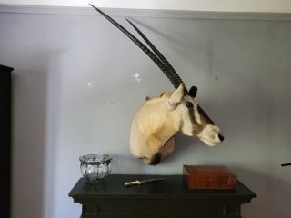 Starker Oryxbulle aus Südafrika