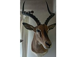 Black Face Impala-Schultermontage
