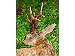 2027 Jagd auf starke und kapitale Böcke Polen zum Superpreis