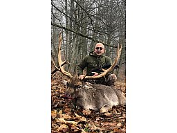 Hirschjagd mit 3 Übernachtungen& HP zzgl. Abschuss im Bayerischen Wald