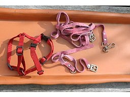 Für kleinen Hund Geschirr Halsband und Leine