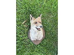 Fuchs Schultermontage
