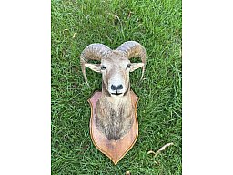 Muffelwidder Präparat / Schulterpräparat auf Holzschild – Jagdtrophäe