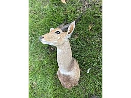 Afrikanische Antilope – Buschbock Schulterpräparat / Jagdtrophäe – schöne Hörner