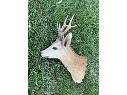 Rehbock Präparat – Schulterpräparat mit auffälligem Gehörn – Jagdtrophäe