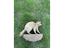 Waschbär Präparat – Ganzkörperpräparat / Tierpräparat – Jagd & Deko