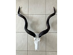 Kudu Schädeltrophäe – Jagdtrophäe – Hornlänge 112 cm