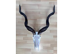Kudu Schädeltrophäe – Jagdtrophäe – Hornlänge 105 cm