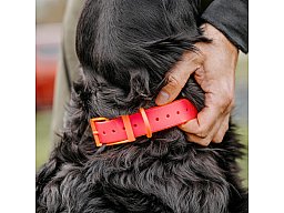 HP&G Hundehalsband 19mm Pink Versandkostenfrei 510862