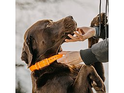 HP&G Hundehalsband 19mm Orange Versandkostenfrei 510860