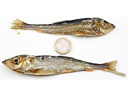 200g LODDE ! getrockneter Fisch 0,2kg Trockenfsich für Hunde & Katzen | Mallotus villosus > Welpe +