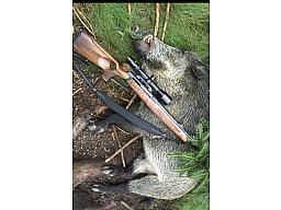 Rotwild, Sauen und Bockjagd im Bayerischen Wald