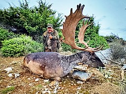 All inclusive Damhirsch Jagd auf der Insel Plavnik