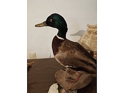 Erpel Stockente Präparat aus Nachlass