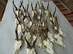 Rehgehörne