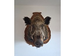 Trophäe