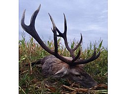 JAGD IN RUMÄNIEN auf Hirsch, Schaufler, Bock, Sauen & Co.