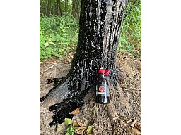 Lockmittel: Black Fire Original Tar 6er-Pack - Schwarzwild
