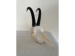 Gamskrucke aus letzter Jagdsaison