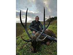 Gold-Medaillien Rusa-Hirschjagd auf Mauritius