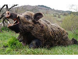 Keilerjagd in der Türkei