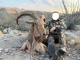 Kombo-Jagd auf Auodad und Pekari-Jagd in Texas!