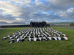 Gänsejagd in Schottland