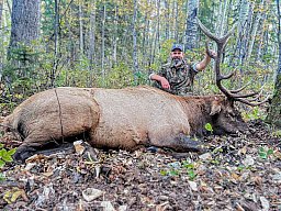 Jagd auf starke Wapiti-Hirsche (Elk) zur Brunft in Alberta/Kanada