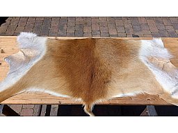 1 x Moorantilope (Backskin) zu verkaufen (neu)