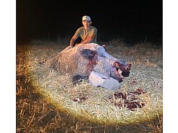 Keiler Jagd