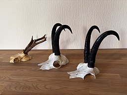 Gamskrucken und Rehbockgehörn