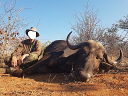 Büffel-Kombijagd auf Büffel-Bulle & Büffel-Kuh im Limpopo Valley Game Reserve