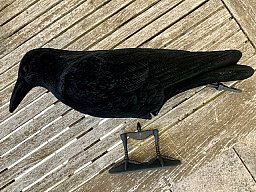 20 beflockte Lockkrähen – neuwertig – nie jagdlich eingesetzt