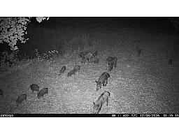 Drückjagd im Westerwald