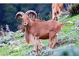 Jagd auf Mähnenspringer in Spanien