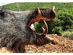 JAGD AUF KAPITALE KEILER TÜRKEI 2026