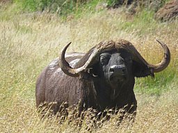 Jagd-Safari in SA inkl. Professional Hunters