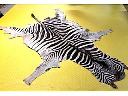 Großes echtes Zebra-Fell mit Kopf, Beinen & Schwanz - altes Erbstück