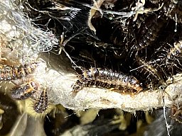 Dermestes macelatus Dornspeckkäfer Zuchtansatz Präparation