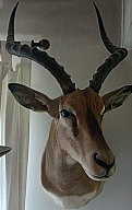 Black Face Impala-Schultermontage