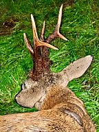 2027 Jagd auf starke und kapitale Böcke Polen zum Superpreis