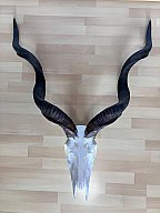 Kudu Schädeltrophäe – Jagdtrophäe – Hornlänge 105 cm