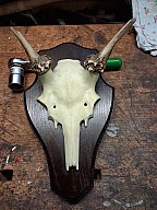 Kunstschädel Damhirsch