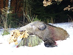 Ansitzwochenende in Tschechien: Schwarzwild, Rehwild, Rotwild, Damwild, Raubwild