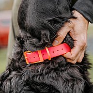 HP&G Hundehalsband 19mm Pink Versandkostenfrei 510862